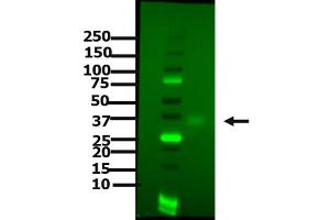 Western Blotting (WB) image for anti-CD274 (PD-L1) antibody (ABIN6655838)