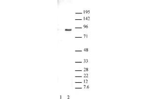 Western Blotting (WB) image for anti-Signal Transducer and Activator of Transcription 3 (Acute-Phase Response Factor) (STAT3) (pTyr705) antibody (ABIN2668937)