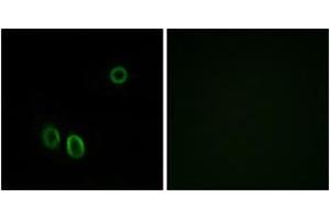 Immunofluorescence (IF) image for anti-Olfactory Receptor, Family 51, Subfamily E, Member 1 (OR51E1) (AA 241-290) antibody (ABIN2890930) (OR51E1 抗体  (AA 241-290))
