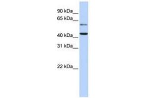Image no. 1 for anti-Cytidine Monophosphate N-Acetylneuraminic Acid Synthetase (CMAS) (AA 36-85) antibody (ABIN6741046) (CMAS 抗体  (AA 36-85))