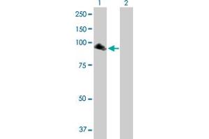 Western Blot analysis of NPAS2 expression in transfected 293T cell line by NPAS2 MaxPab polyclonal antibody. (NPAS2 抗体  (AA 1-824))