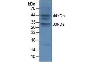 Detection of FGF23 in Fetal Mouse Tissue using Polyclonal Antibody to Fibroblast Growth Factor 23 (FGF23) (FGF23 抗体  (AA 25-251))