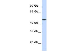 GLT8D1 antibody used at 1 ug/ml to detect target protein.