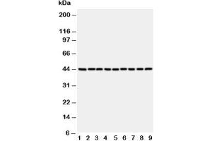 Western blot testing of b-Actin antibody and Lane 1:  rat testis;  2: rat ovary;  3: rat heart;  4: rat brain;  5: A453;  6: HeLa;  7: MCF-7;  8: SMMC-7721;  9: SW620