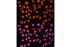 Immunofluorescence analysis of L929 cells using GNAS Rabbit pAb (ABIN6127959, ABIN6141213, ABIN6141214 and ABIN6221191) at dilution of 1:100. (GNAS 抗体  (AA 1-394))