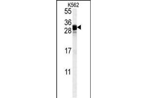 Western blot analysis in K562 cell line lysates (35ug/lane). (FGF7 抗体  (AA 57-86))
