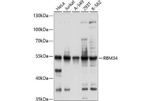 Western blot analysis of extracts of various cell lines, using RBM34 antibody (ABIN6128633, ABIN6146777, ABIN6146778 and ABIN6214283) at 1:1000 dilution. (RBM34 抗体  (AA 60-280))