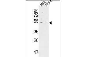 HAUS4 Antibody (C-term) (ABIN651422 and ABIN2840229) western blot analysis in A549,MCF-7 cell line lysates (35 μg/lane). (C14orf94 抗体  (C-Term))