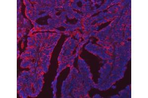 anti-Endoplasmic Reticulum Protein 29 (ERP29) (AA 33-196) antibody