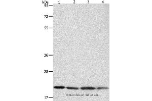 Western blot analysis of Human brain malignant glioma tissue, MCF7, Raji and Lovo cell, using BAX Polyclonal Antibody at dilution of 1:300 (BAX 抗体)