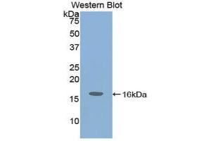 Western Blotting (WB) image for anti-Insulin-Like Growth Factor 1 (IGF1) (AA 49-153) antibody (ABIN1859294) (IGF1 抗体  (AA 49-153))