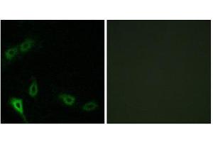 Immunofluorescence (IF) image for anti-MAP/microtubule Affinity-Regulating Kinase 2 (MARK2) (N-Term) antibody (ABIN1849722) (MARK2 抗体  (N-Term))