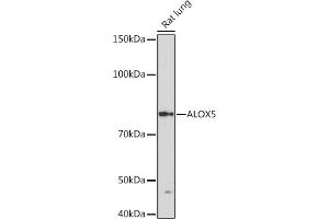 Western blot analysis of extracts of Rat lung, using  Rabbit mAb (ABIN3016894, ABIN3016895, ABIN3016896, ABIN1679361 and ABIN1679362) at 1:1000 dilution. (ALOX5 抗体)