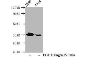 Western Blot Positive WB detected in A549 whole cell lysate(treated with EGF or not) All lanes Phospho-PPP2CA antibody at 0. (Recombinant PPP2CA 抗体  (pTyr307))