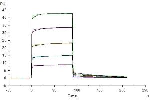 Surface Plasmon Resonance (SPR) image for Fc Fragment of IgG, Low Affinity IIb, Receptor (CD32) (FCGR2B) (AA 40-217) protein (His tag) (ABIN7274290)