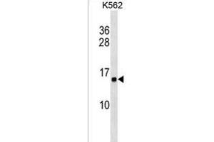 HIST1H2AB Antibody (N-term) (ABIN1538913 and ABIN2849057) western blot analysis in K562 cell line lysates (35 μg/lane). (HIST1H2AB 抗体  (N-Term))
