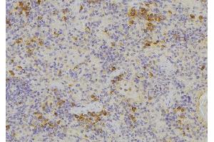 ABIN6276669 at 1/100 staining Human lymph node tissue by IHC-P. (MIF 抗体  (C-Term))