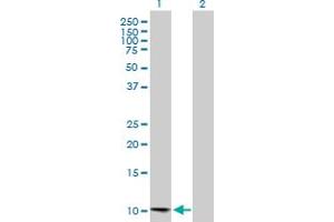Western Blot analysis of CCL13 expression in transfected 293T cell line by CCL13 MaxPab polyclonal antibody.