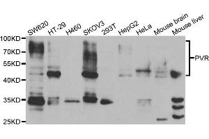 Western blot analysis of extracts of various cell lines, using PVR antibody. (Poliovirus Receptor 抗体)