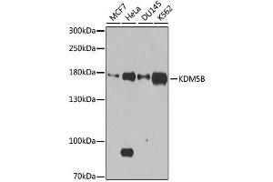 Western blot analysis of extracts of various cell lines, using KDM5B antibody. (KDM5B 抗体  (AA 784-883))
