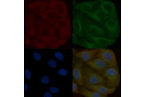 PDPK1 Mouse Monoclonal Antibody staining Hela cells by IF/ICC.