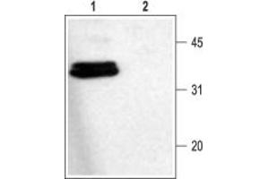 Western blot analysis of rat brain membranes:1.