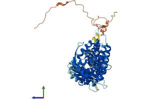Protein Structure (PS) image for Chaperonin Containing TCP1, Subunit 8 (Theta)-Like 2 (CCT8L2) (AA 1-557) protein (His tag) (ABIN7544395)