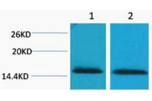 Western Blotting (WB) image for anti-Histone H2B (3meLys43) antibody (ABIN3181331) (Histone H2B 抗体  (3meLys43))