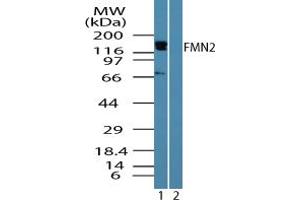 Image no. 1 for anti-Formin 2 (FMN2) (AA 657-674) antibody (ABIN960173) (Formin 2 抗体  (AA 657-674))