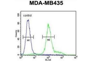 Flow cytometric analysis of MDA-MB435 cells (right histogram) compared to a negative control cell (left histogram) using IL12RB2  Antibody (C-term),  followed by FITC-conjugated goat-anti-rabbit secondary antibodies. (IL12RB2 抗体  (C-Term))