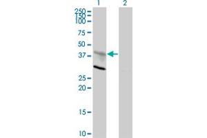 Western Blot analysis of CXCR4 expression in transfected 293T cell line by CXCR4 monoclonal antibody (M01), clone 2H5. (CXCR4 抗体  (AA 1-46))