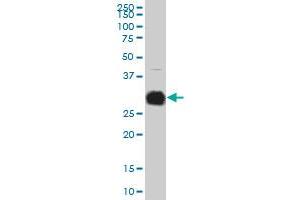 KLK10 monoclonal antibody (M01), clone 1G8 Western Blot analysis of KLK10 expression in A-431 . (Kallikrein 10 抗体  (AA 167-276))