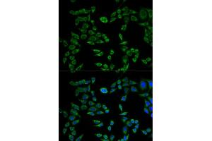 Immunofluorescence (IF) image for anti-VAMP (Vesicle-Associated Membrane Protein)-Associated Protein B and C (VAPB) antibody (ABIN1876551) (VAPB 抗体)