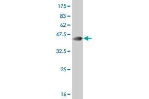 Western Blot detection against Immunogen (37. (Retinoic Acid Receptor alpha 抗体  (AA 315-424))