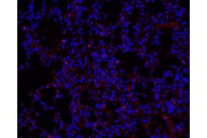 Immunofluorescence analysis of paraffin-embedded mouse Inflammatory lung using Ly6g Polyclonal Antibody at dilution of 1:200. (Ly6g 抗体)