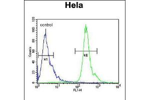 Flow cytometric analysis of Hela cells (right histogram) compared to a negative control cell (left histogram). (PNPLA8 抗体  (N-Term))