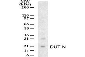 Western Blotting (WB) image for anti-Deoxyuridine Triphosphatase (DUT) (AA 25-44) antibody (ABIN232967) (Deoxyuridine Triphosphatase (DUT) (AA 25-44) 抗体)