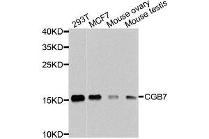 Western blot analysis of extracts of various cells, using CGB7 antibody. (CGB7 抗体)