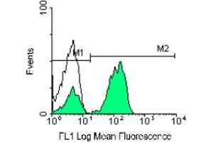 Image no. 1 for anti-CD3 epsilon (CD3E) antibody (ABIN135468) (CD3 epsilon 抗体)