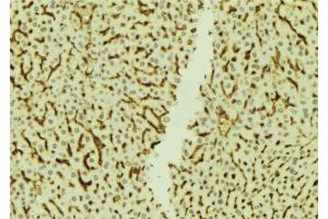 ABIN6273770 at 1/100 staining Mouse liver tissue by IHC-P. (NRIP1 抗体  (C-Term))