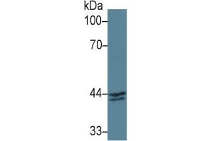 Rabbit Capture antibody from the kit in WB with Positive Control: Sample Human MCF7 cell lysate. (INHBA ELISA 试剂盒)