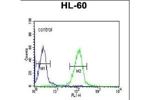 HLA-DRA Antibody (C-term) (ABIN390771 and ABIN2841029) flow cytometric analysis of HL-60 cells (right histogram) compared to a negative control cell (left histogram). (HLA-DRA 抗体  (C-Term))