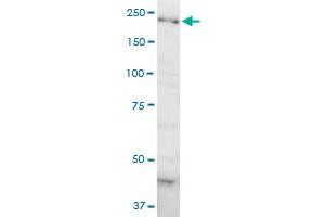 DOCK4 monoclonal antibody (M01A), clone 3E7. (DOCK4 抗体  (AA 1867-1966))