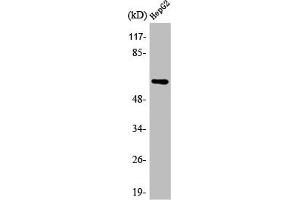 Western Blot analysis of HepG2 cells using AR α2C Polyclonal Antibody (ADRA2C 抗体  (C-Term))