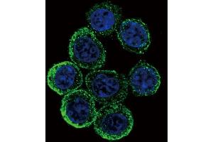 Confocal immunofluorescent analysis of EXT2 Antibody (Center) (ABIN653350 and ABIN2842830) with hela cell followed by Alexa Fluor 488-conjugated goat anti-rabbit lgG (green). (EXT2 抗体  (AA 182-209))