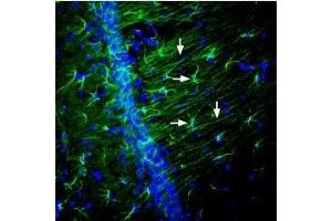 Expression of Nectin-2 in rat hippocampus - Immunohistochemical staining of perfusion-fixed frozen rat brain sections using Anti-Nectin-2/PVRL2 (extracellular) Antibody (ABIN7043340, ABIN7044694 and ABIN7044695), (1:600), followed by goat-anti-rabbit-AleaxaFluor-488. (Nectin-2 抗体  (Extracellular, N-Term))