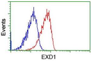 Image no. 2 for anti-Exonuclease 3'-5' Domain Containing 1 (EXD1) antibody (ABIN1498134) (EXD1 抗体)