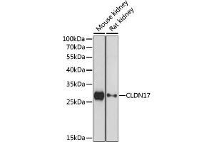 Western blot analysis of extracts of various cell lines, using CLDN17 antibody (ABIN7266407) at 1:1000 dilution. (Claudin 17 抗体  (C-Term))