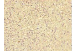 Immunohistochemistry of paraffin-embedded human adrenal gland tissue using ABIN7172973 at dilution of 1:100 (TMED1 抗体  (AA 24-194))