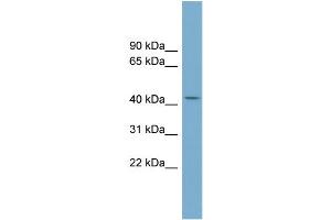WB Suggested Anti-COX10 Antibody Titration:  0. (COX10 抗体  (Middle Region))